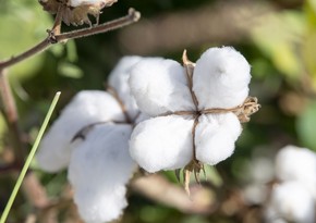 Azerbaijan's earnings from cotton exports up