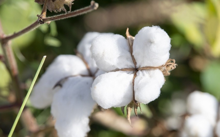 Azerbaijan's earnings from cotton exports up