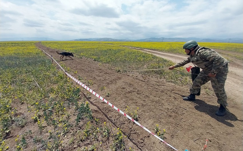 Defense Ministry: More than 950 hectares of liberated areas cleared of mines this month