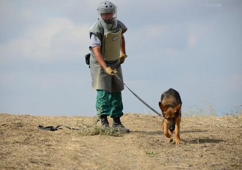 США отправили в Азербайджан собак-миноискателей