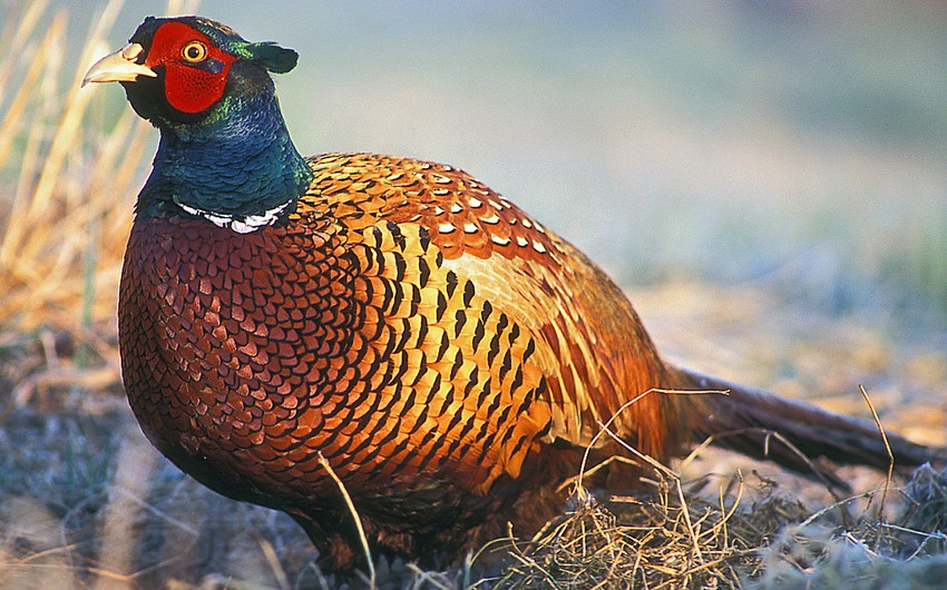 250 pheasants released into wild