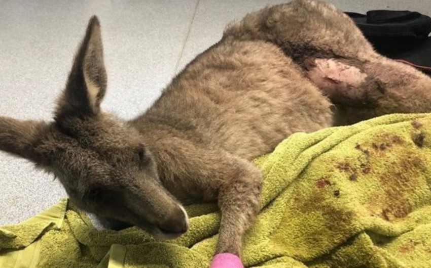 В Австралии кенгуру вторгся в жилой дом