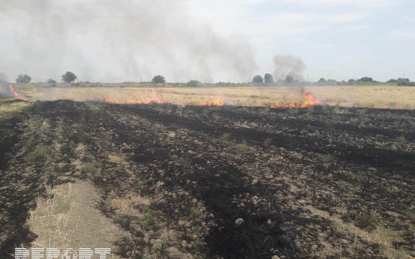 В Уджаре сгорело скошенное зерновое поле