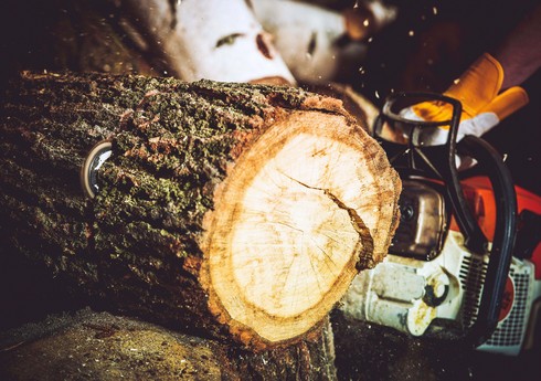 МЭПР направил документы о вырубке деревьев в Генпрокуратуру 