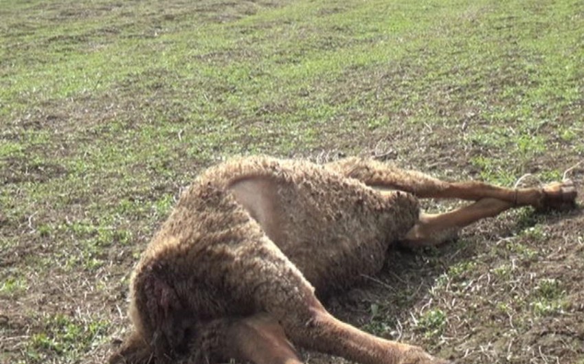 В Дашкесанском районе волки напали на село, погибли 34 головы мелкого и 1 - крупного рогатого скота