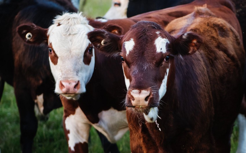 Венгрия увеличила экспорт крупнорогатого скота в Азербайджан до семи раз