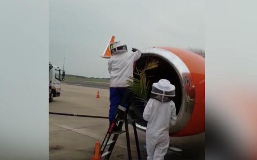 Десятки тысяч пчел атаковали самолет в ЮАР - ВИДЕО