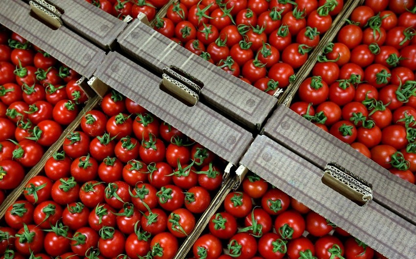 Russia allows 12 more Azerbaijani companies to export tomatoes, apples