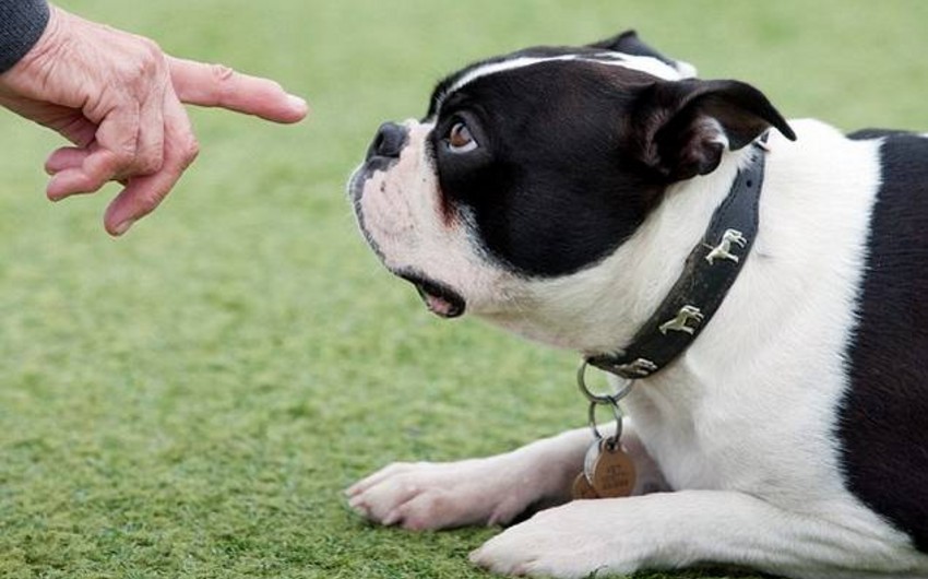Исследование: Собаки умеют различать лица не хуже людей