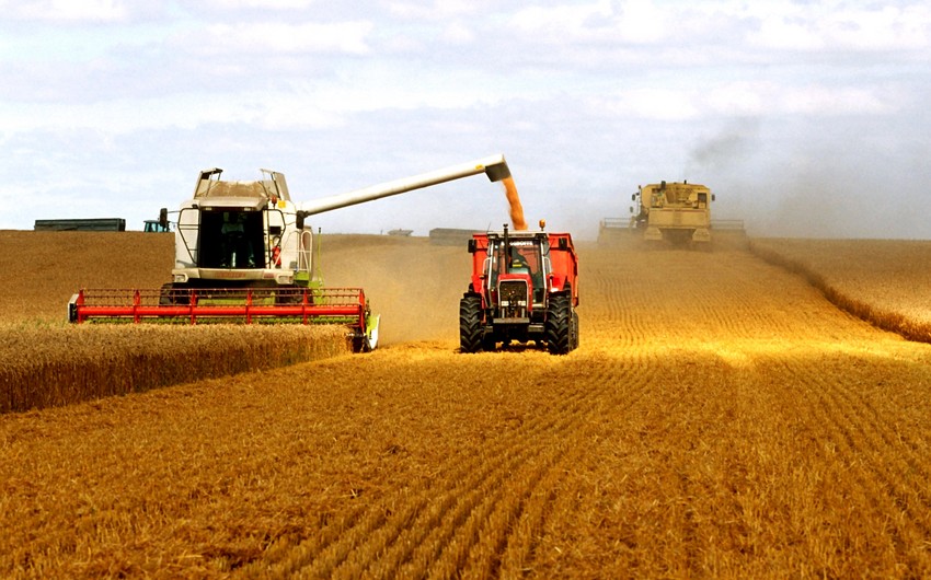 ​Мировые запасы зерна могут достичь максимума за последние 29 лет