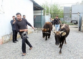 Unemployed citizens given livestock in Azerbaijan