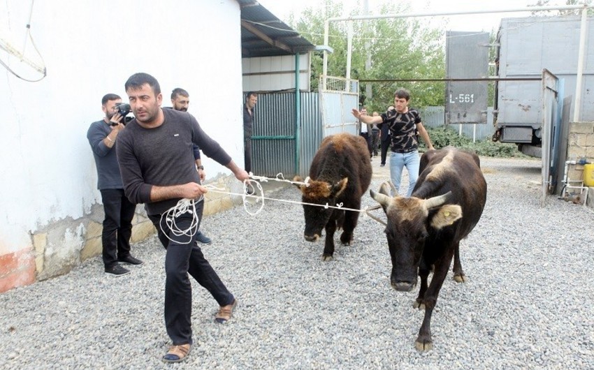 Unemployed citizens given livestock in Azerbaijan