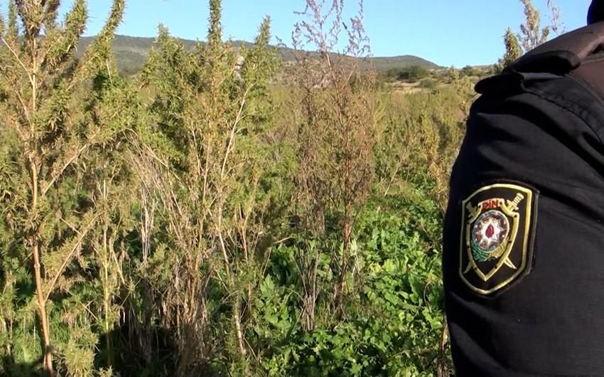 Hemp plantation discovered in Azerbaijan’s Shusha district