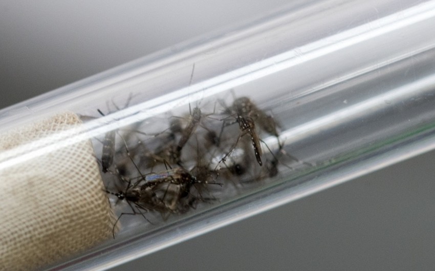 ​Rusiyada Zika virusuna ikinci yoluxma faktı aşkar edilib