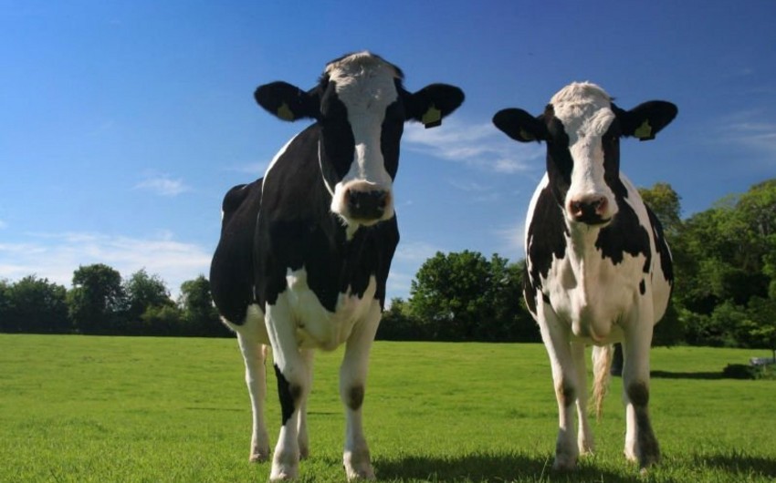 В Швейцарии пройдет референдум по вопросу коровьих рогов