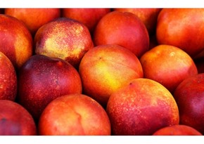 Nearly 3,000 tons of nectarines exported from Azerbaijan to Russia destroyed