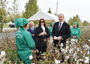 President Ilham Aliyev views cotton field in Hindarkh settlement in Aghjabadi