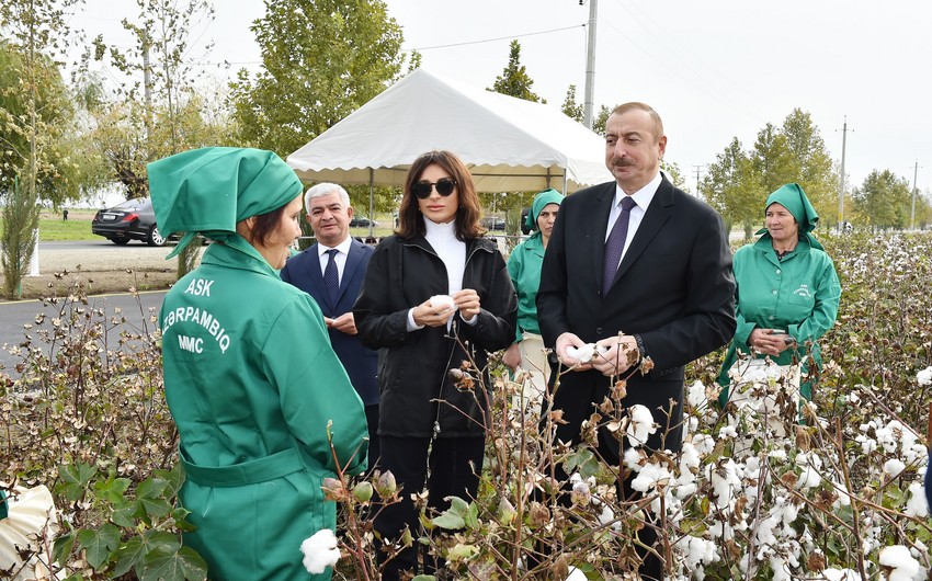 President Ilham Aliyev views cotton field in Hindarkh settlement in Aghjabadi