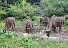 Four bison calves born in Azerbaijan’s Shahdag National Park