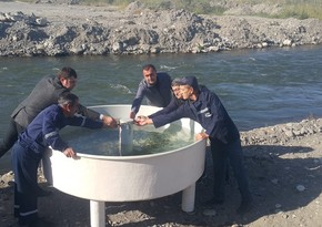 Thousands of fingerlings released into Hakari River again