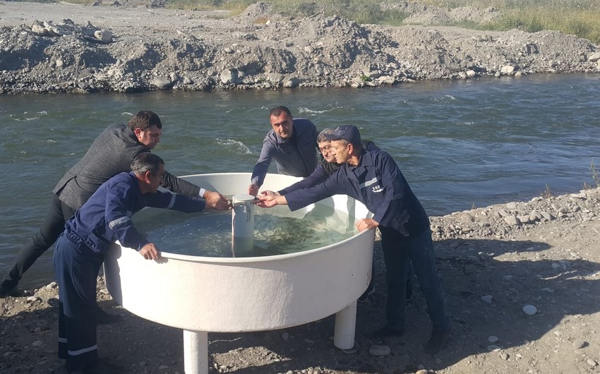 Thousands of fingerlings released into Hakari River again