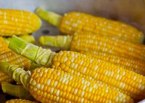 First batch of corn from Ukraine arrives in Spain via new route