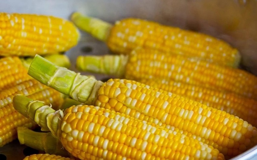 First batch of corn from Ukraine arrives in Spain via new route