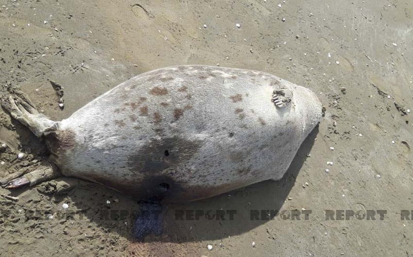 Около 700 мертвых тюленей нашли у берегов Каспия