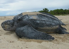 'Extinct' giant tortoise spotted in Galapagos Islands