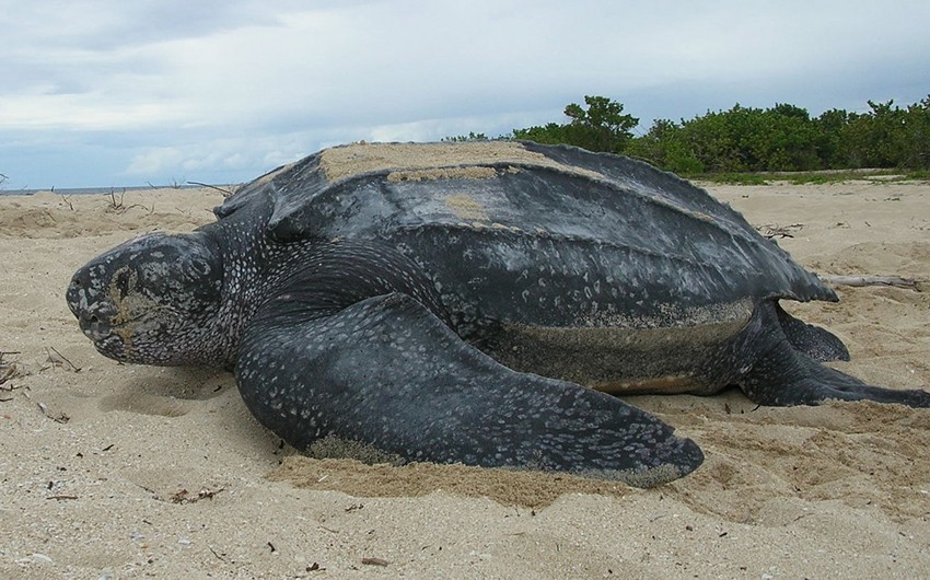 На Галапагосах нашли считавшуюся вымершей сто лет назад гигантскую черепаху - ФОТО