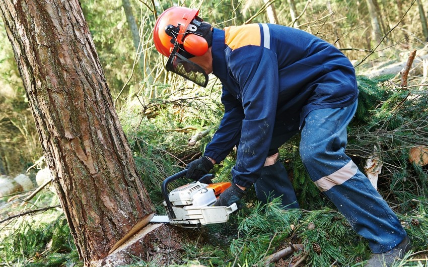 В Азербайджане компания оштрафована на 50 тыс. манатов за вырубку деревьев