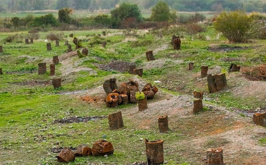 Ermənilər Laçında 1 milyon 511 min manatlıq qanunsuz ağac kəsiblər, cinayət işi açılıb