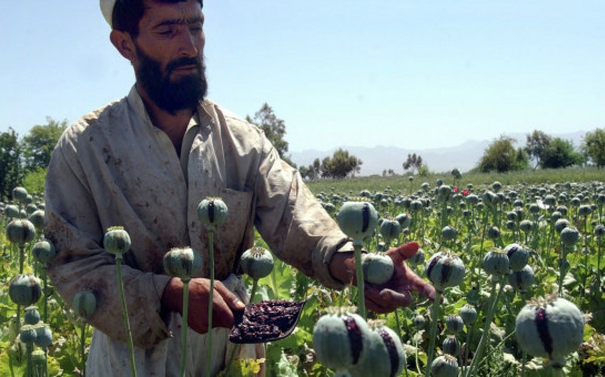 ООН и афганские власти сообщили об уменьшении плантаций опиума
