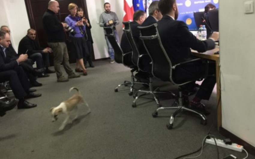 Мэр Тбилиси привел своего щенка на заседание городского правительства - ФОТО