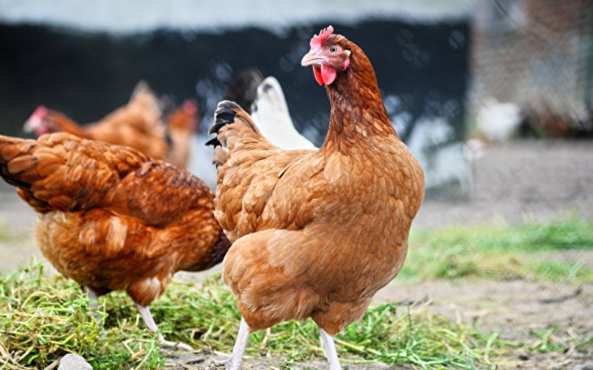 В Японии уничтожат 70 тысяч кур после обнаружения вируса птичьего гриппа