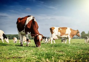 Азербайджан резко увеличил импорт крупного рогатого скота из Турции
