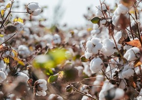 Azerbaijan starts to export cotton to one more country 