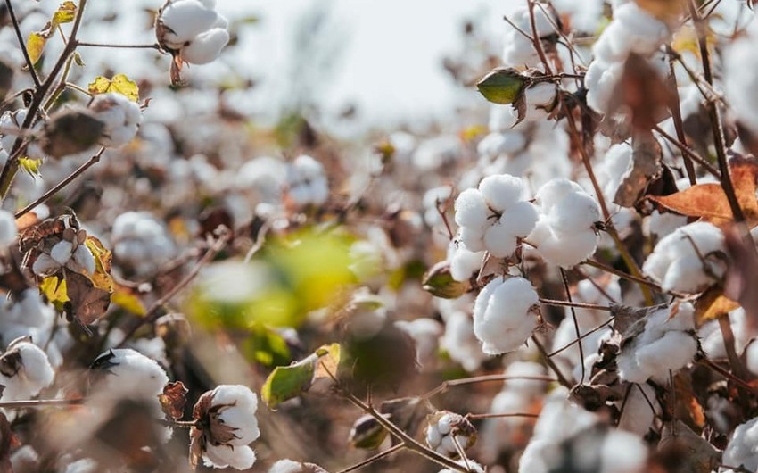 Azerbaijan starts to export cotton to one more country 