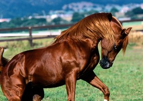 Moscow to host exhibition on Karabakh horses
