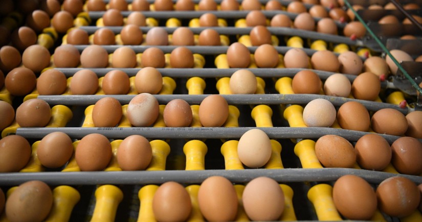 ЕС восстановил ввозные пошлины на украинские сахар и куриные яйца
