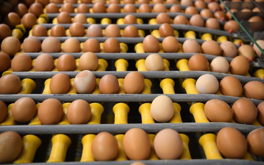 ЕС восстановил ввозные пошлины на украинские сахар и куриные яйца