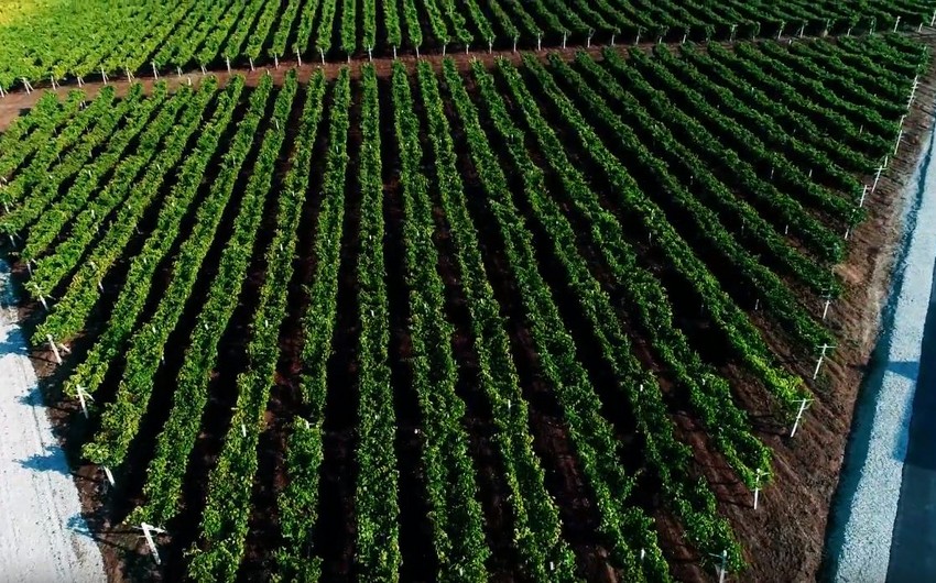 В Шамахы закладывается Долина виноградарства - ВИДЕО