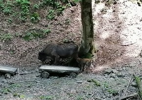 В Шахдагском национальном парке на свет появился еще один детеныш зубра