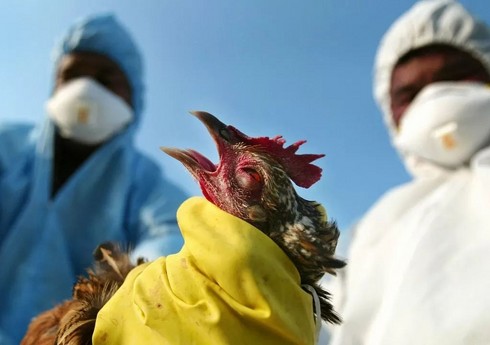 В Японии уничтожат около 110 тыс. кур из-за птичьего гриппа