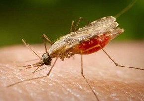 Китай объявлен свободной от малярии страной