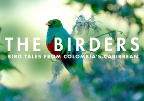 “The Birders: A Melodic Journey through Northern Colombia”