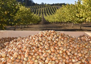 Azerbaijan resumes export of hazelnuts to 4 countries