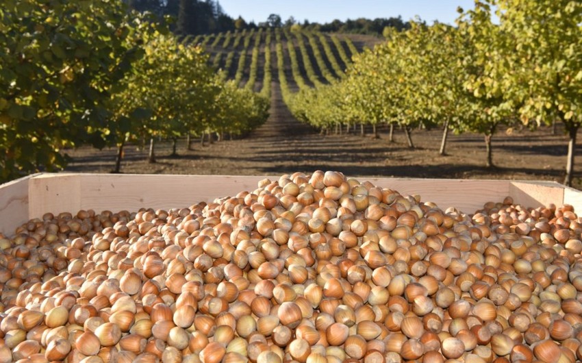 Azerbaijan resumes export of hazelnuts to 4 countries