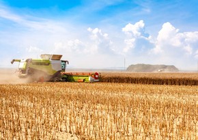 В Грузии заявили, что в стране фактически закончилась пшеница