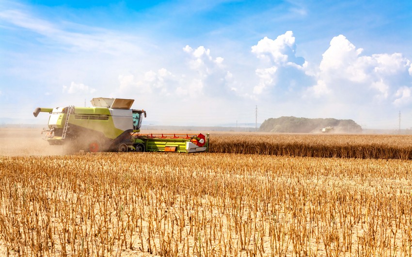 В Грузии заявили, что в стране фактически закончилась пшеница